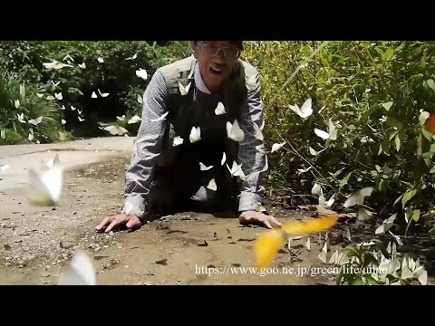 おびただしい蝶の群れ　ベトナム