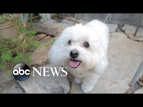 Pets on Prozac: Dogs Take Meds for Anxiety