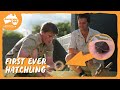 Irwin S Turtle An Exciting Update Australia Zoo Life