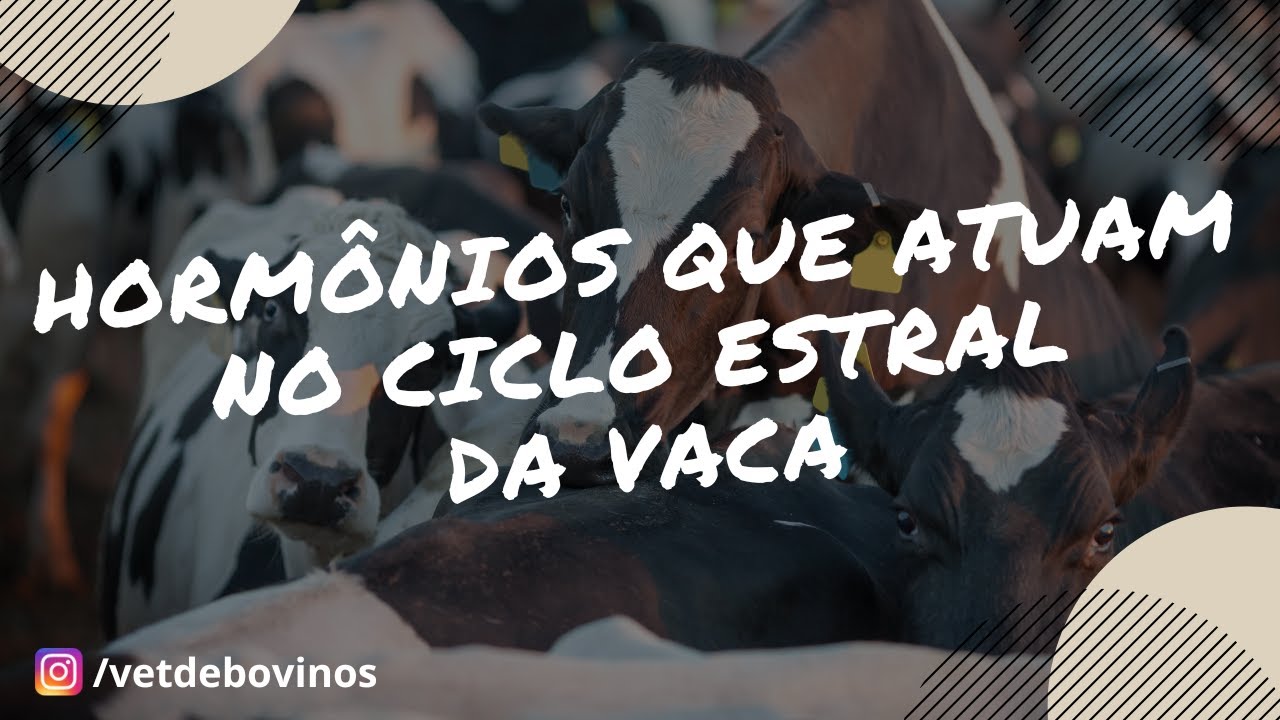 Hormônios que atuam no ciclo estral da vaca #029