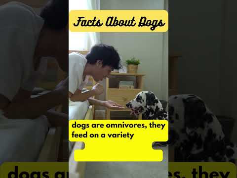 The Ultimate Guide to Feeding Your Dog #dogfacts #shorts