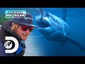 Phred The Legendary Kiwi Great White Shark Shark Week Jaws Awakens