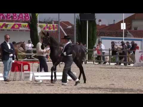 140516 Poldros 1 Ano   Lanzarote do Monte
