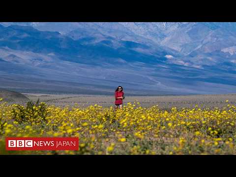 米デスヴァレーで10年ぶりの「スーパーブルーム」