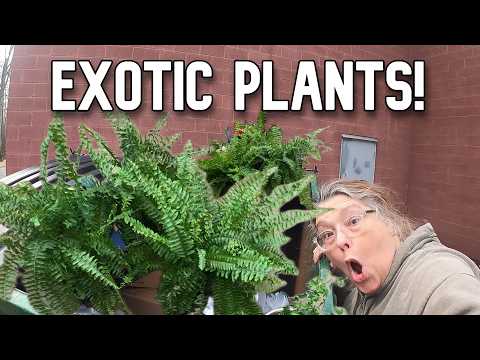 Dumpster Diving- Houseplants, Free Food + The Critter Cam
