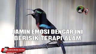 Download lagu PASTI EMOSI DAN IKUT GACOR !! TERAPI PANCINGAN KOLIBRI NINJA PALING AMPUH mp3 Download lagu PASTI EMOSI DAN IKUT GACOR !! TERAPI PANCINGAN KOLIBRI NINJA PALING AMPUH mp3