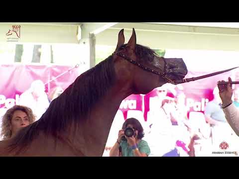 N39 EL FARIDA - 2020 PRIDE OF POLAND - 42nd Arabian Horse National Show - 2 Years Old Fillies (C...