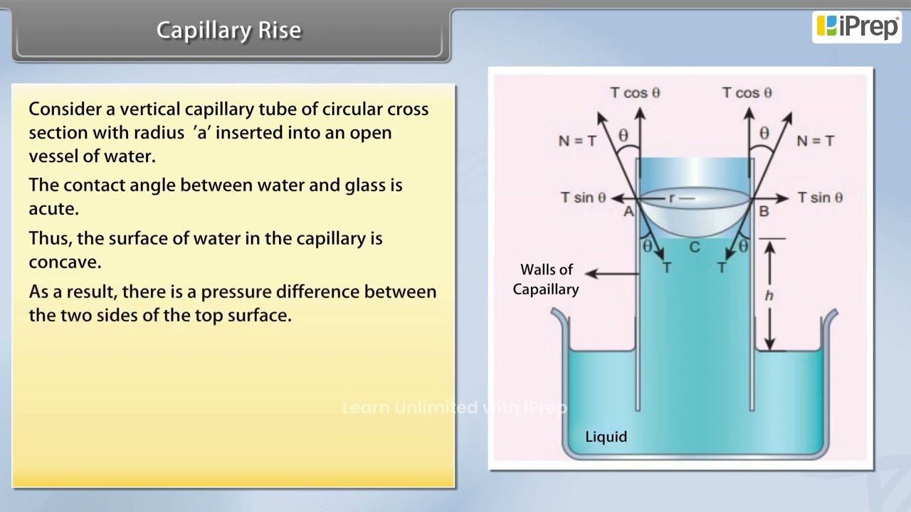 Capillary Rise | Mechanical Properties of Fluids | Physics | Class 11th | iPrep