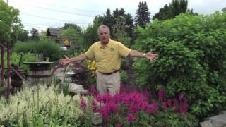 Landscaping Design - Add Color - Ostrich Fern and Astilbe
