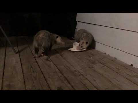 Two possums, opossums fighting for food, angry opossum.