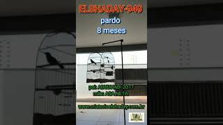 ELSHADAY-949