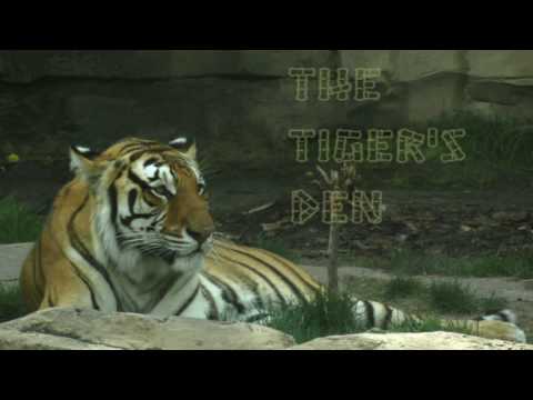 January 23rd Trade What You See with Larry Pesavento on TFNN - 2017