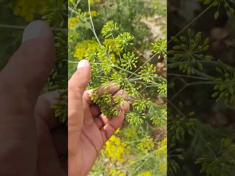 Anethum🌱Plant Fruit .#nature #food #shorts #4kuhd #fruit #garden #agriculture #farming #short #new