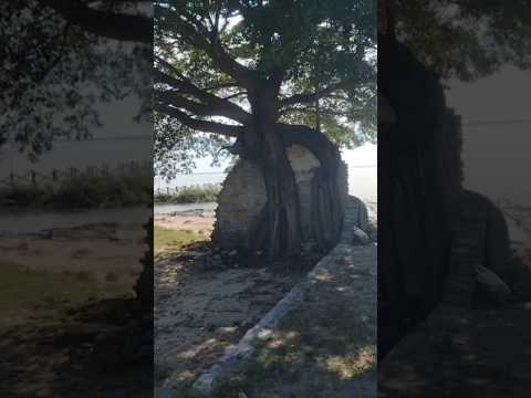 A famosa figueira da cidade de Tapes, litoral gaúcho..