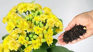 Es ist einfach! Grundregeln für die Pflege von KALANCHOE BLOSSFELD, damit die Blüte länger anhält 🌼