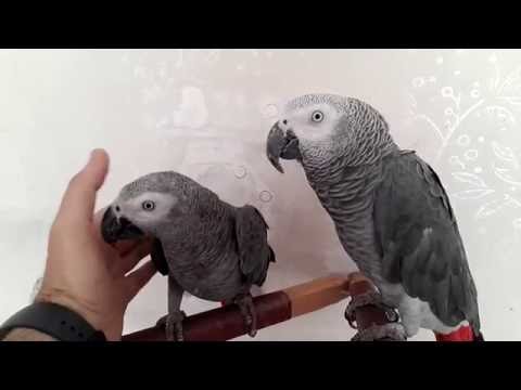 Yeni evli çiftimiz ilk kez kamera karşısına çıktı (Efeyi everdik)