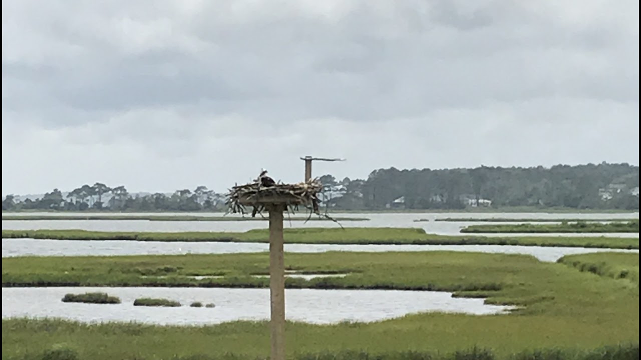 Live webcam view of Nido de Águila Pescadora en Captain Mac's