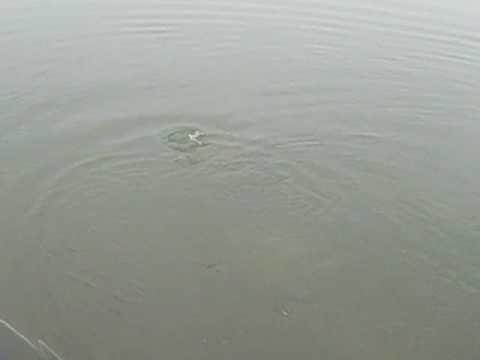 Saran 6 kg,Miga i Marko