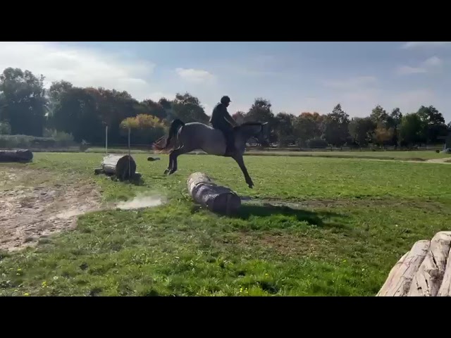 Jument 3 ans Mylord x Baloubet