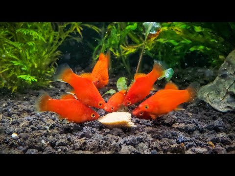 Top 5 RED Fish for Nano Aquariums 🍎