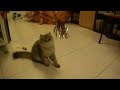Asiatico de Pelo Semilargo - Tiffanie Cat - Playing 