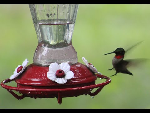 Easy Homemade Hummingbird Feed