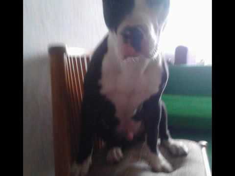 Suelta los pitbull escalones