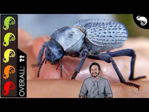 Blue Death-Feigning Beetle, The Best Invertebrate?