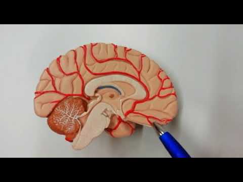 Wichtige anatomische Grundkenntnisse des Gehirns / encephalon
