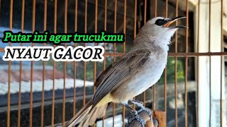 Download lagu trucukan gacor TARUNG ROPEL PANJANG pancingan trucukan agar bunyi jadikan burung trucuk gacor NYAUT mp3 Download lagu trucukan gacor TARUNG ROPEL PANJANG pancingan trucukan agar bunyi jadikan burung trucuk gacor NYAUT mp3