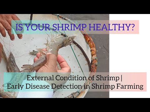 External Condition of Shrimp | Early Disease Detection in Shrimp Farming