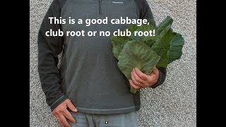 Grow Cabbages. Club root precautions, another update.