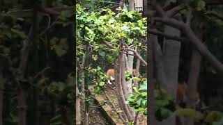 不可解な猫の喧嘩