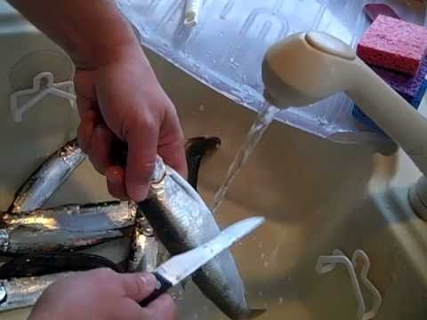 download lagu mp3 mp4 Pickled Fresh Herring Recipe, download lagu Pickled Fresh Herring Recipe gratis, unduh video klip Pickled Fresh Herring Recipe