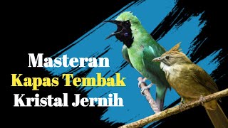Download lagu Masteran Kapas Tembak Untuk Isian Cucak Ijo Juara mp3