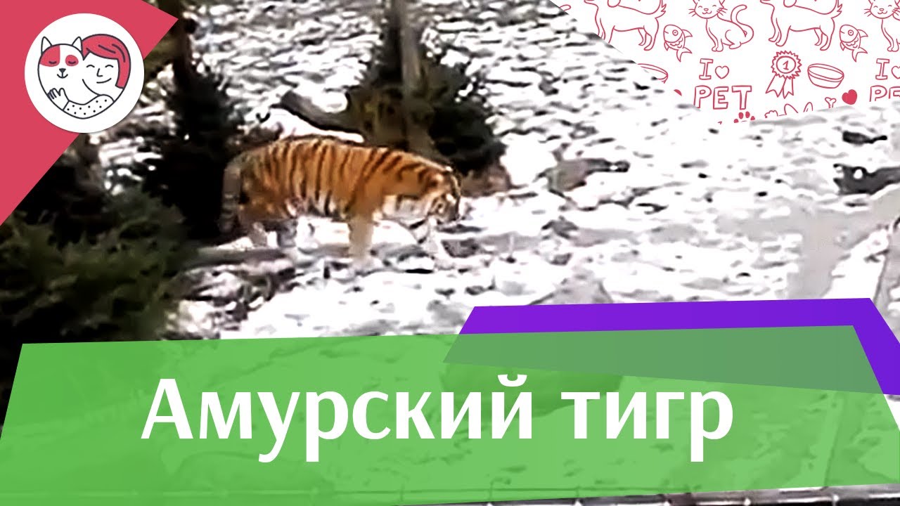 Амурский тигр Враги на ilikepet