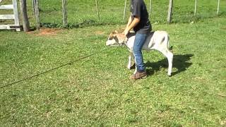 ignacio el domador.mp4