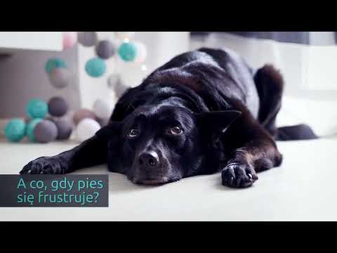 Jak nauczyć psa komendy „Koniec”