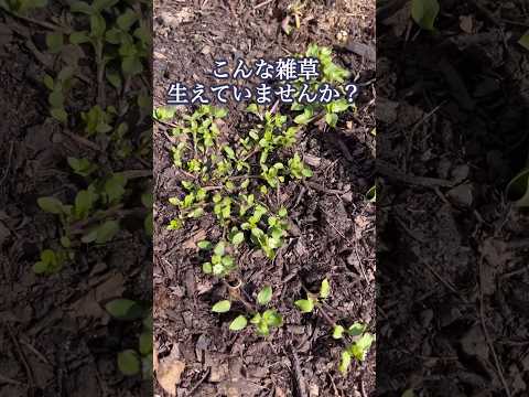 オオバコの写真で一般的な庭の雑草を認識する方法