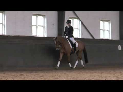 Strandgaards Charlize  (Dr Doolittle / Der Feine Lord At)