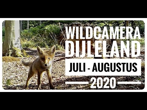 Wildcamerabeelden Dijleland (Vlaams-Brabant) - juli en augustus 2020