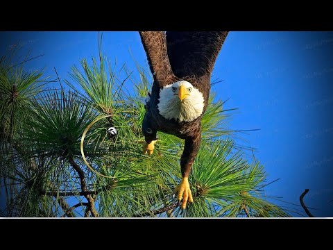 SWFL Eagles ~ We're Back! M15 & F23 Are Both Home In Nest Tree! 💕 Gorgeous MLiz Photos 💕 8 29 25