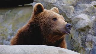 Bears in the Woods : Quick Bear Facts