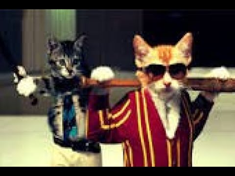 Funniest TikTok Dogs and Cats #7😂 Try Not to Laugh with TikTok Animals 2023