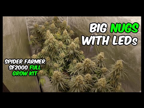 White Widow Growing Weed TIME LAPSE with Spider Farmer SF2000 Grow Kit