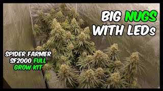 White Widow Growing Weed TIME LAPSE with Spider Farmer SF2000 Grow Kit
