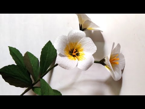 how to make Turnera subulata/white buttercup/crepe paper flower