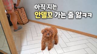 귀여운 강아지에게 바다 안델고 가는척 했다가 막판에 가자고 했더니..ㅋㅋㅋㅋ