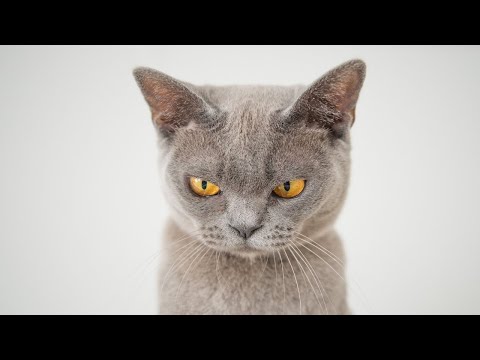 Cats Funny And Angry Moments compilation | funny Cats Best videos Compilation  2020 super Angry cats
