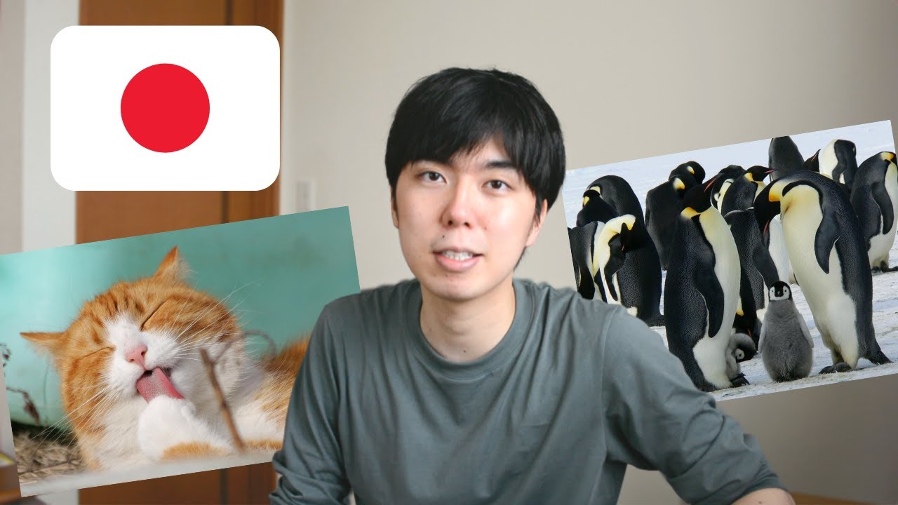 Let's learn Japanese from photos of Animals!! // Comprehensible Japanese Beginner
